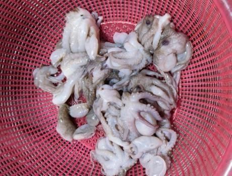 白灼八爪鱼为啥咬不动海边渔民指出做错的步骤,原来这做法才对