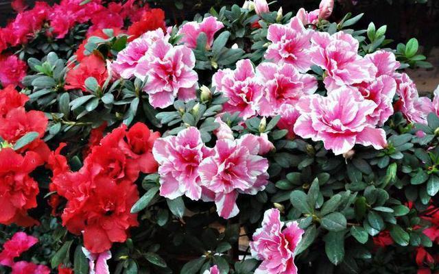 杜鹃花不生长，及时喂点“料”，新芽花苞“蹭蹭冒”，一次开爆花