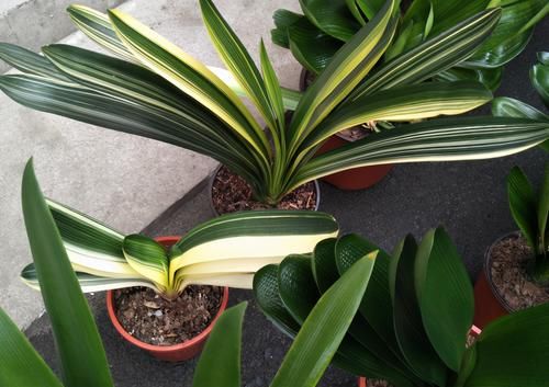 君子兰不长新叶，养护方法问题，及时补救，让君子兰恢复生机