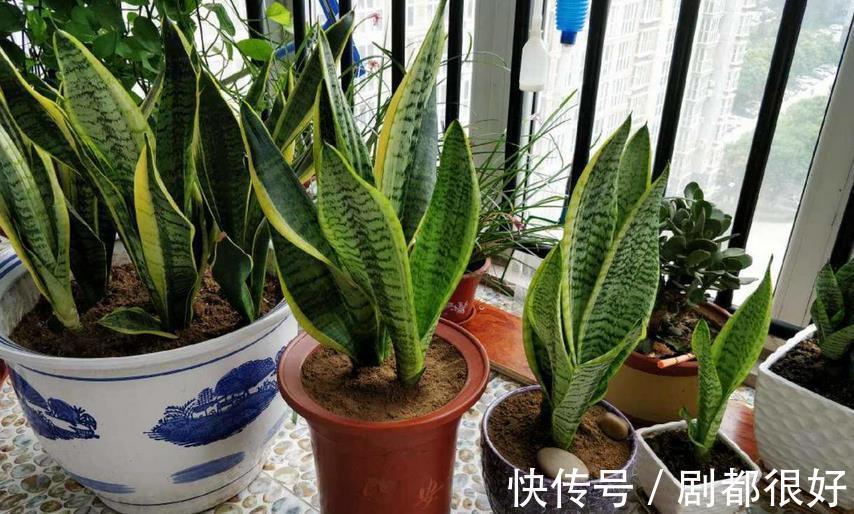 三伏天,养花难就盆栽虎皮兰,净化效果好,打理只需抓住3点