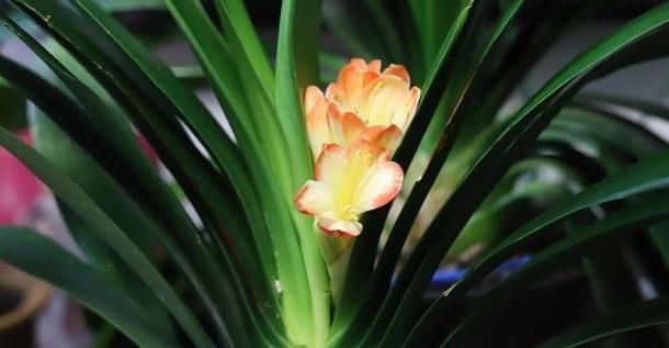 油绿|养君子兰长太慢浇水用一点“它”,叶子油绿肥厚,芽也多,真美