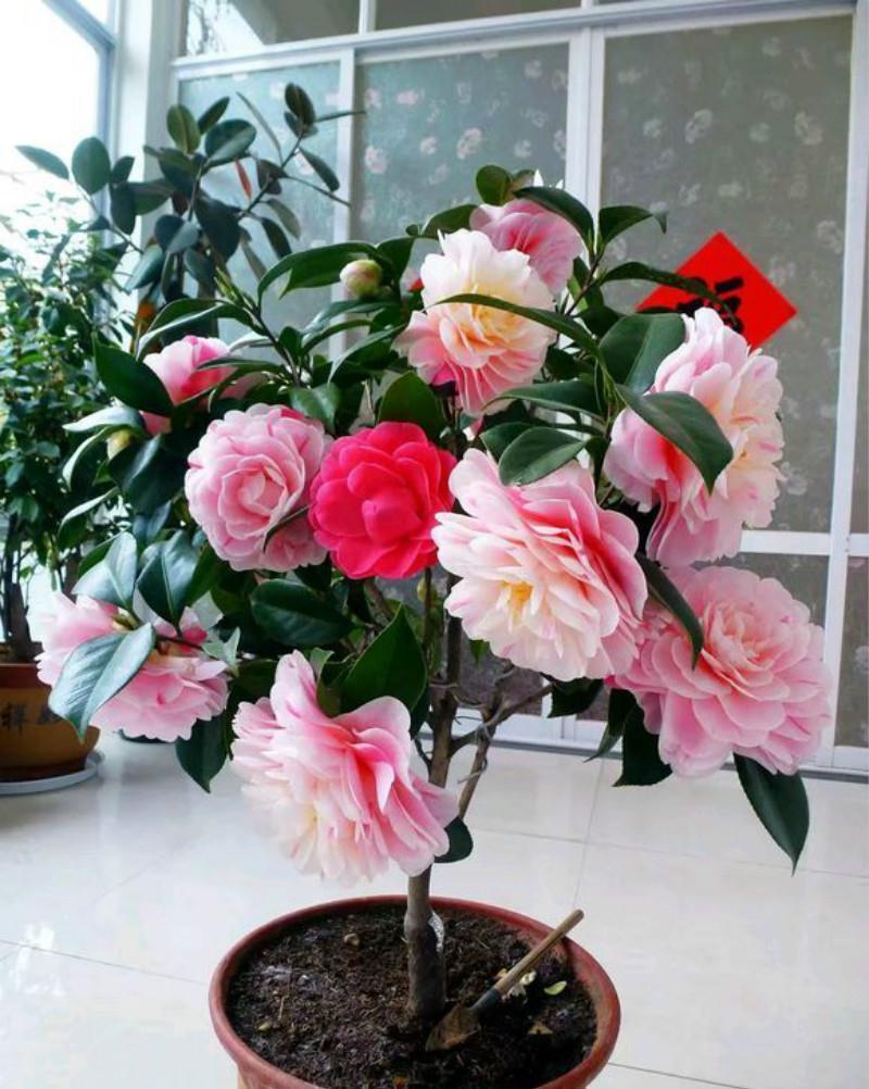 七种漂亮花,天生“不怕冷”,好养寓意好,喜欢别错过
