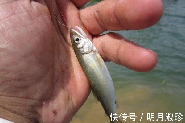 香鱼|很多钓友不认识此鱼，能散发特殊香味，被市场誉为“淡水鱼之王”