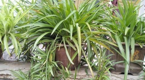 矿泉水瓶|养花:用这些“神奇水”浇灌,盆栽开花变多、叶片绿如冒油