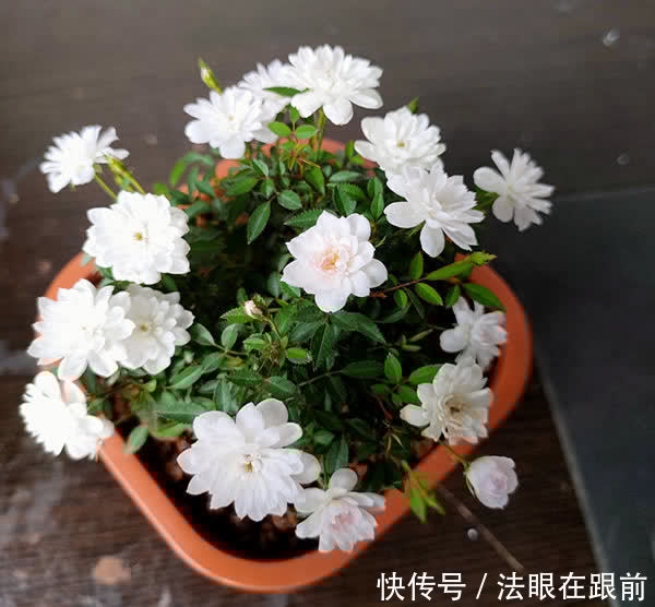 阳台上|1种“超微”月季,1个杯子养出来,植株虽小开花多,好养好看