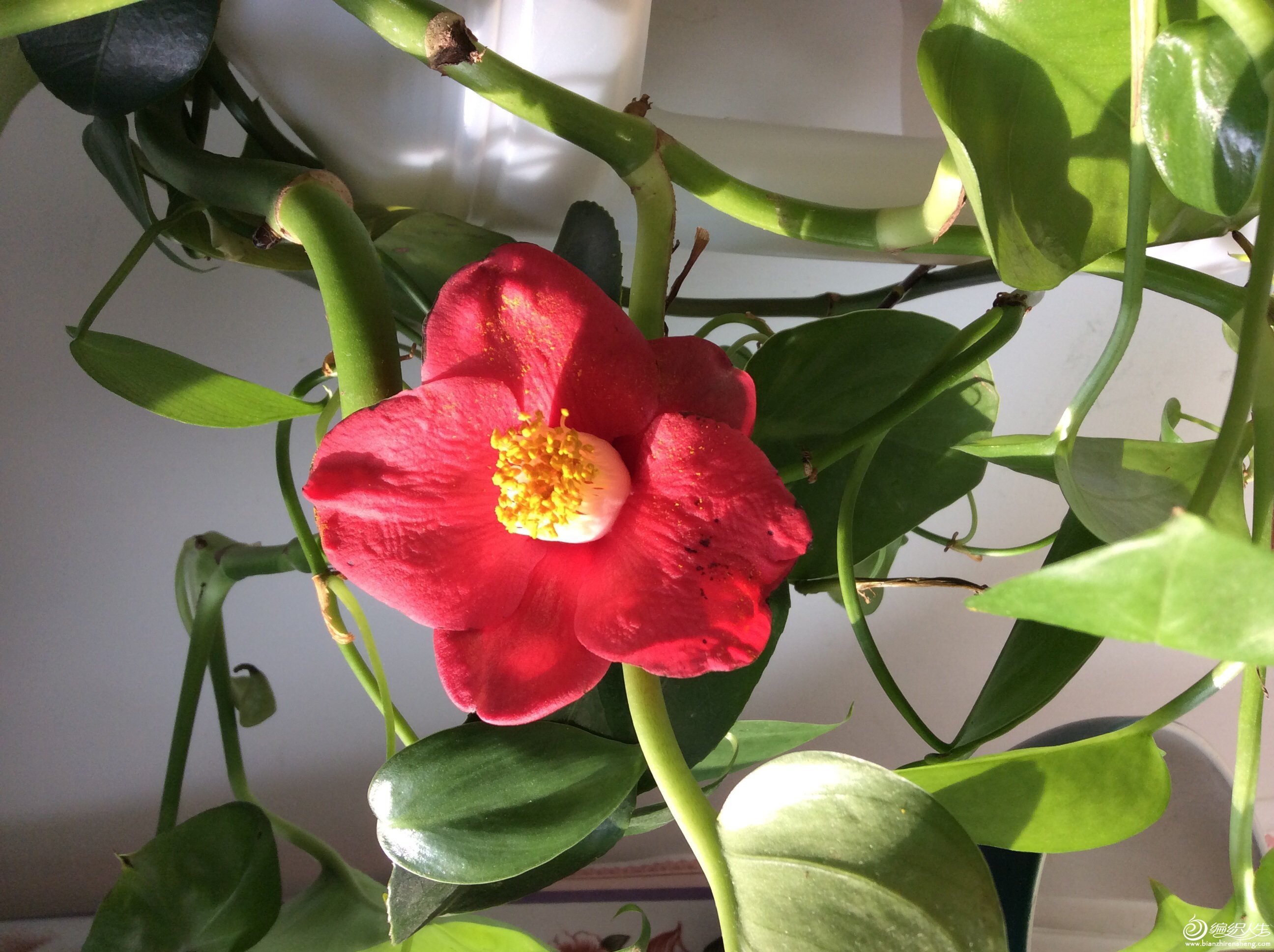 绿萝开花吗真的有人看到过，有图片为证！并不是谣言