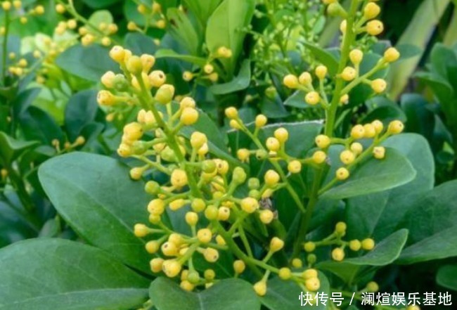 吸臭强性强的4种花,有洁癖一定要养,效果不仅明显还省事!