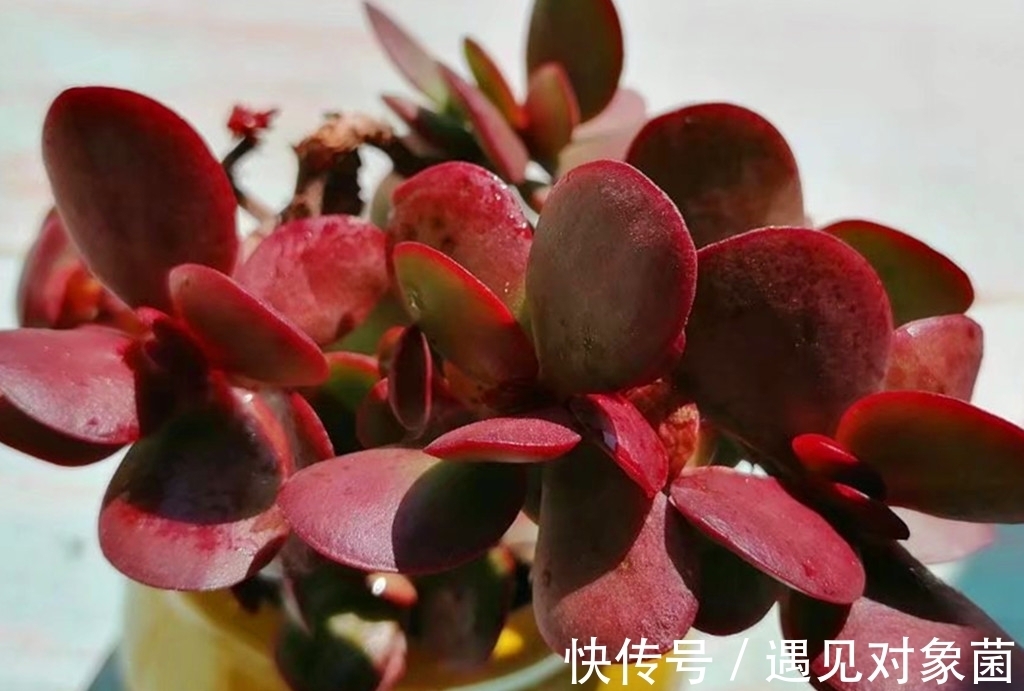 肉友们|为什么养出来的多肉是猪肝色,有什么办法改善吗?办法还是有的