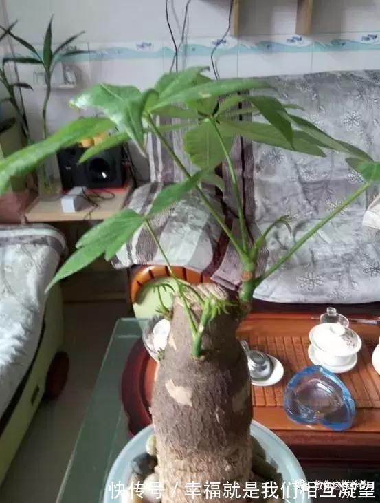 放水|4种花放水里猛长根,比土培好养100倍,一分钱不花,还很漂亮!