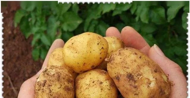 泡过土豆丝的水，别着急倒掉家家户户都用得到，一年能省不少钱