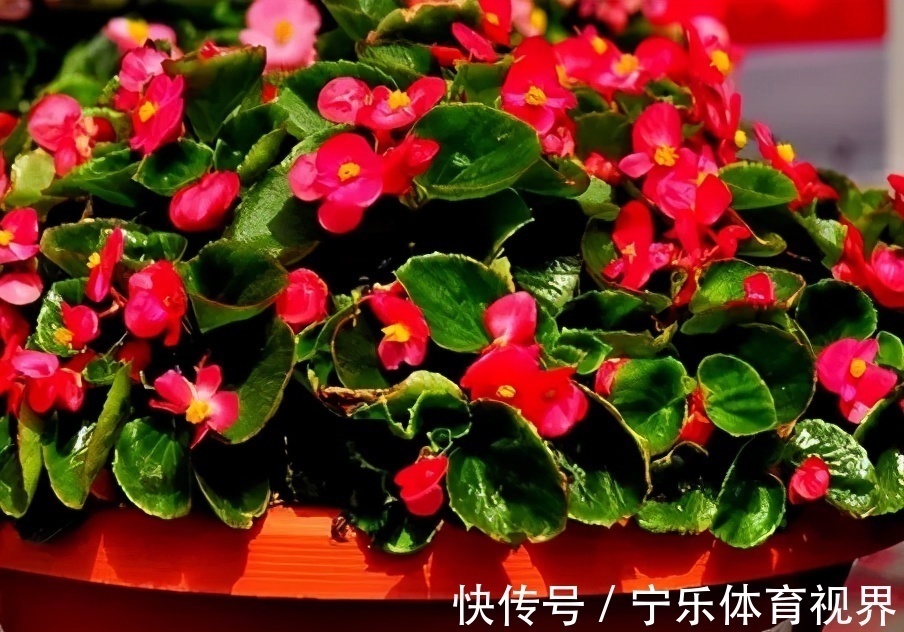 漂亮|号称“开花机器”的4种漂亮花,养一盆赏花300天,是阳台盆栽佳品