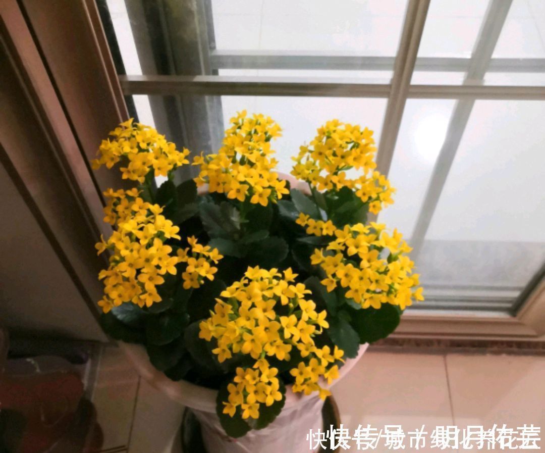 长寿花|长寿花打花苞20天了还开不出来怎么办？套个黑袋子，3天花满盆