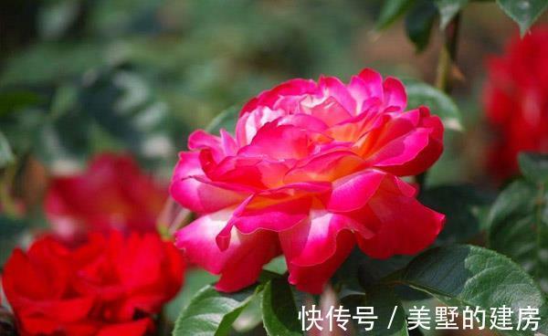 花朵|养花试试这几款，花朵迷人，花香浓烈