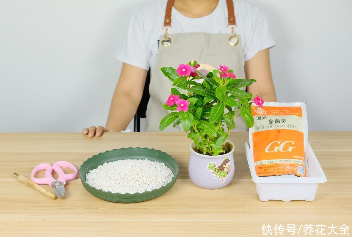 多菌灵不会用，就算春天买再多花，最后可能也死翘翘