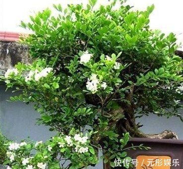 夏季最适合养的花,此花我国最香,花开180天,净化空气比绿萝强