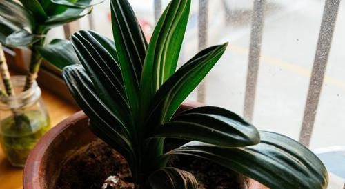 盆栽君子兰该如何催花?掌控4方面因素,开花早、状态理想