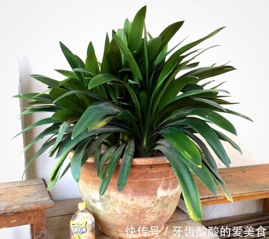 养花达人:38年前,掏家底儿买的2盆花,1盆被偷,1盆传给孙子