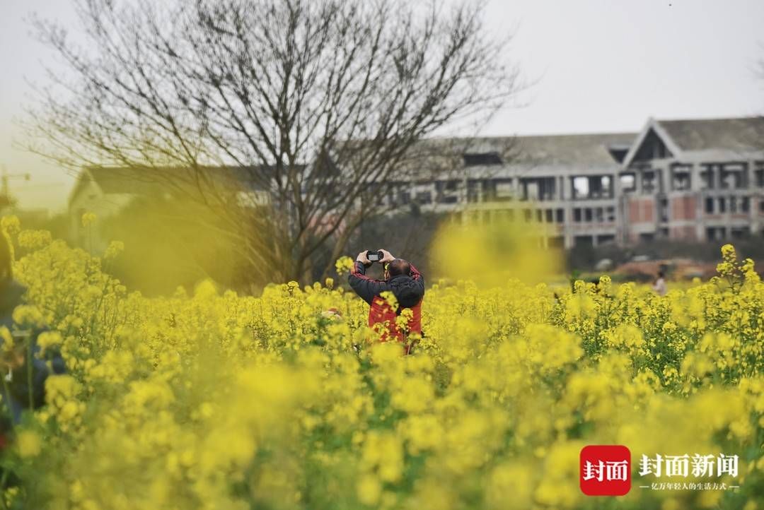 赏花|成都郊外油菜花已悄然绽放周末搭上开往春天的地铁去赏花踏青