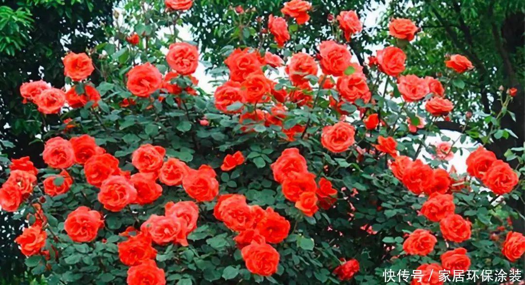 10种适合秋天移种的爬藤花，养1年就能爬满墙