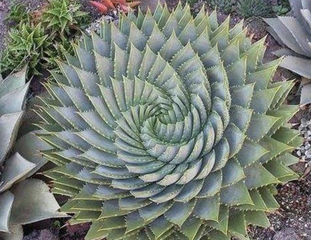 3种室内植物,看起来“太丑”,殊不知有作用,摆家里“吸甲醛”