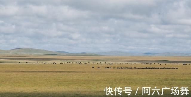 露营|解锁若尔盖大草原新玩法，体验一场秋日的草原露营