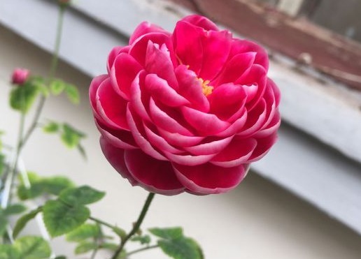 喜欢菊花,不如养盆精品月季玛丽玫瑰,多季开花,简单打理开满阳