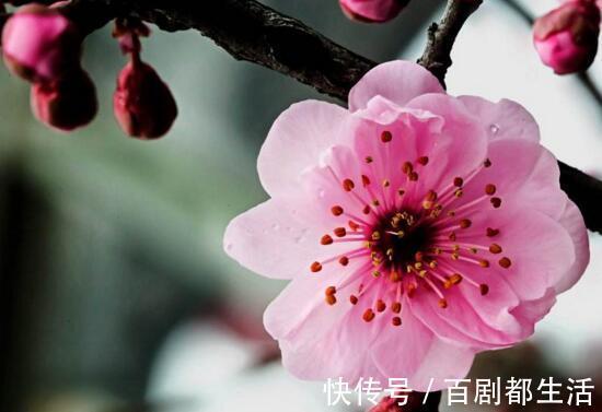 罂粟花|盘点十种招鬼的花,家里有这些花赶紧扔掉