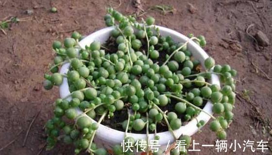 珍珠吊兰不会养，学会5个小妙招，轻轻松松养成瀑布