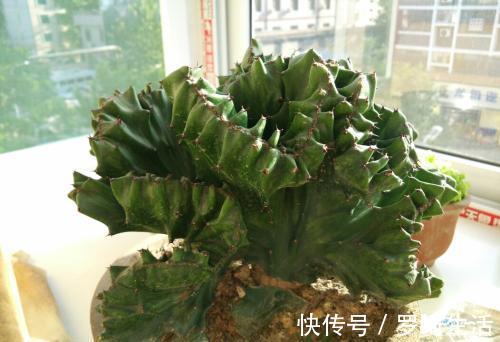 玉麒麟|3种被人误会的“丑花”，霸气侧漏寓意好，镇宅招财又平安