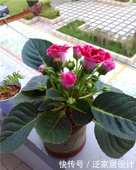 黄叶|叶片怕水的6种花,浇水最好直接“灌”,不然黄叶、烂心又黑腐