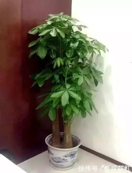 旺财|6种花镇宅旺财,净空气促健康,养过的都说“值得”!