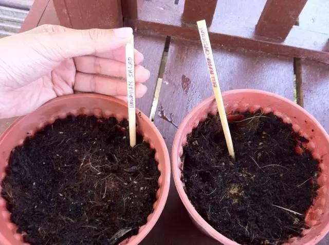 朋友这样给花浇水,不但浇不死还越浇越旺,很少有人知道!