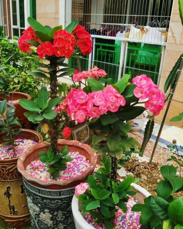 9种漂亮花，现在扦插“正当时”，喜欢别错过