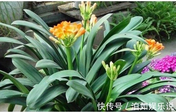 君子兰|给君子兰、兰花喝点“酒”，花芽猛窜，花开大又艳，养一盆旺一盆