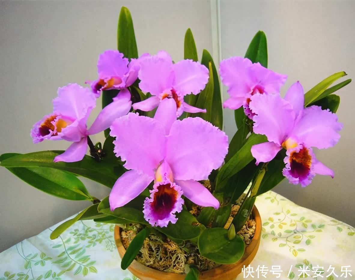 网纹草|室内养什么花好?这4种“耐阴花”,花叶俱美,很好养