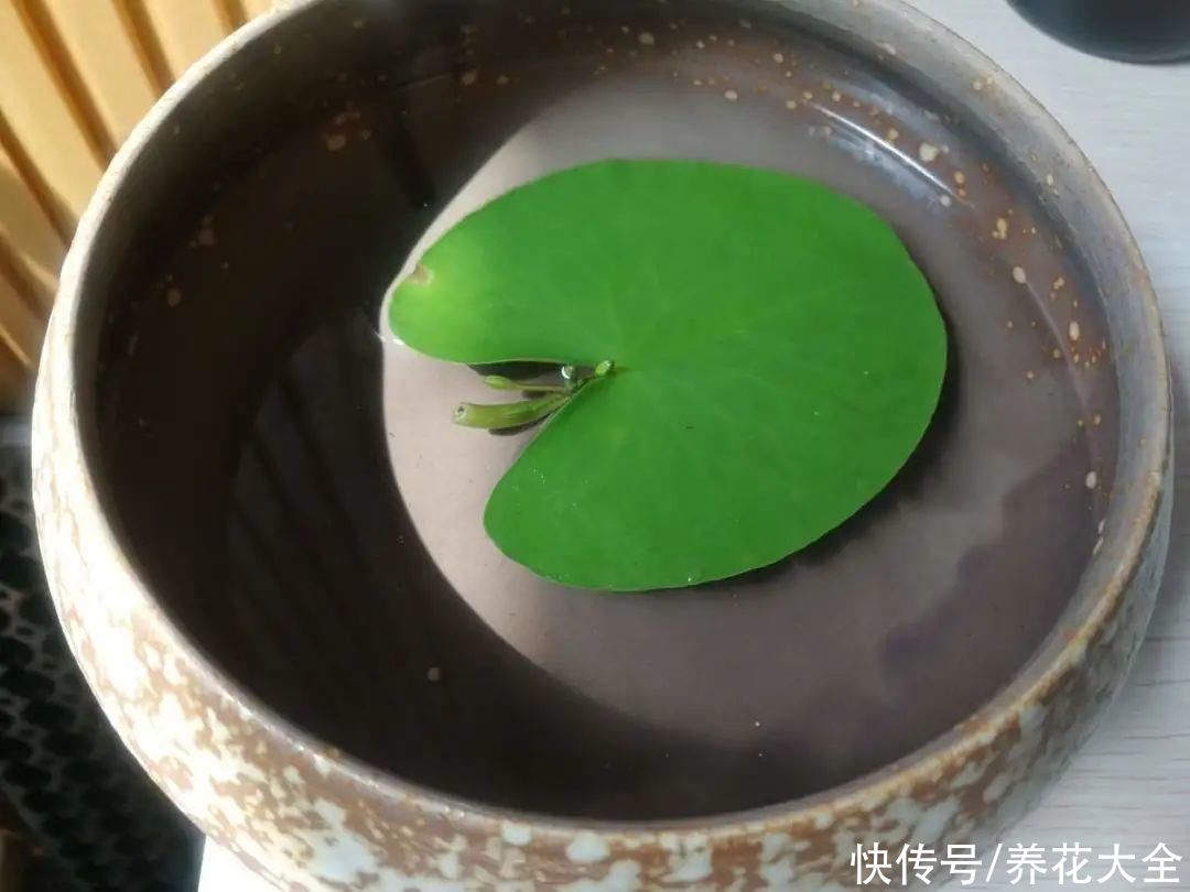 叶片|10种花太能喝水,一天一瓢水,7天爆满缸