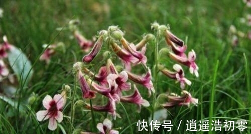 紫红色|乡下常见的野草,现在竟被称为补肾良药,营养很丰富