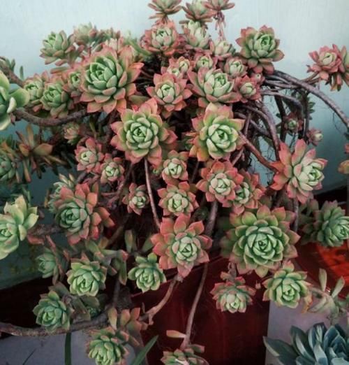 养多肉，这些地方“亮红灯”就得趁早换盆