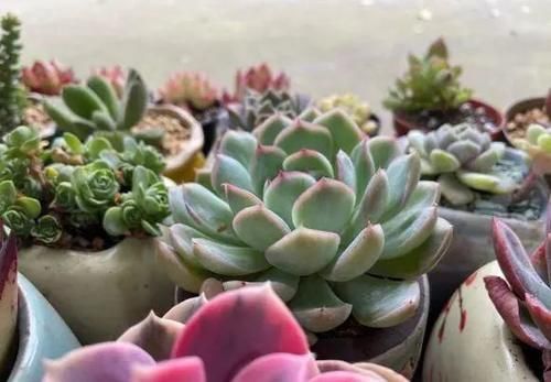 多肉浇水没有规律！根据实际情况，保持花土偏干，无需浇太多