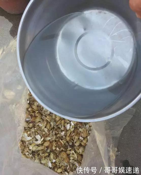 养花最怕烂根，盆底垫点料，盆土透气排水畅快，根粗叶绿开花勤
