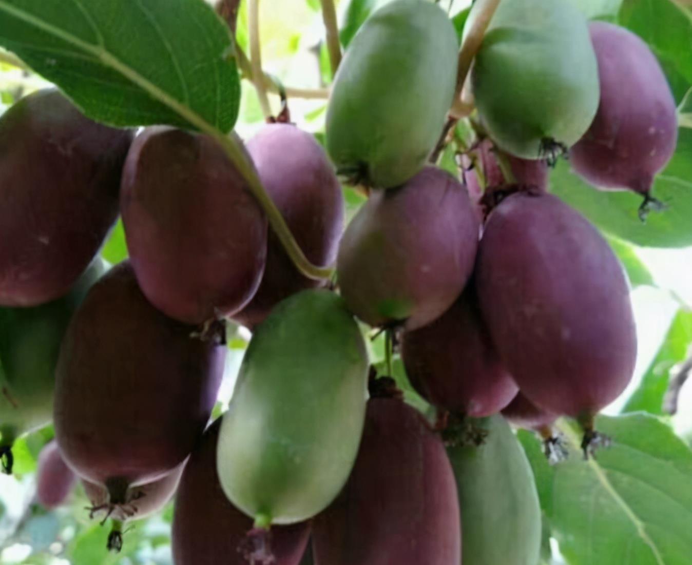 无花果树|院子里别养无花果树了,一果树新品种走红,栽越多越好