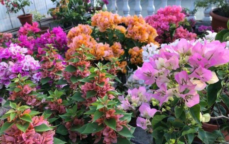 天竺牡丹|此款花卉便宜又好养,丢到阳台,开完一茬又一茬,轻松爆成大花球
