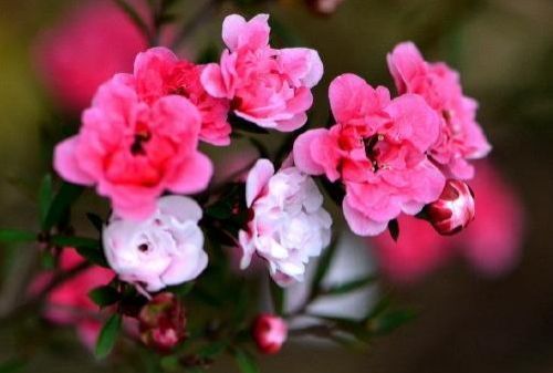 家养这些植物,阳台开出花海,花叶俱美,养盆放阳台美极了