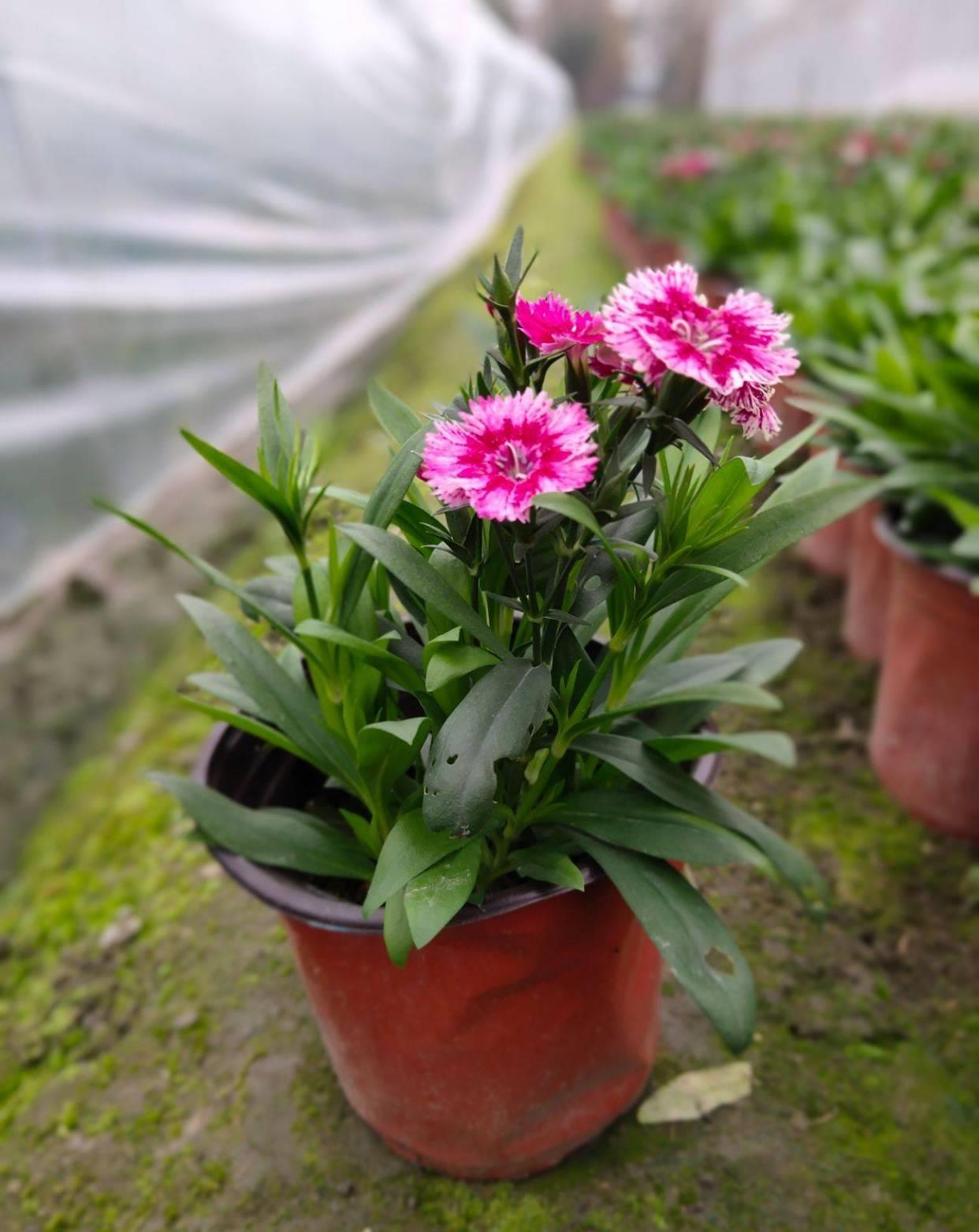 花市|逛逛花市,那就入手这两个品种吧,越热越好看呢