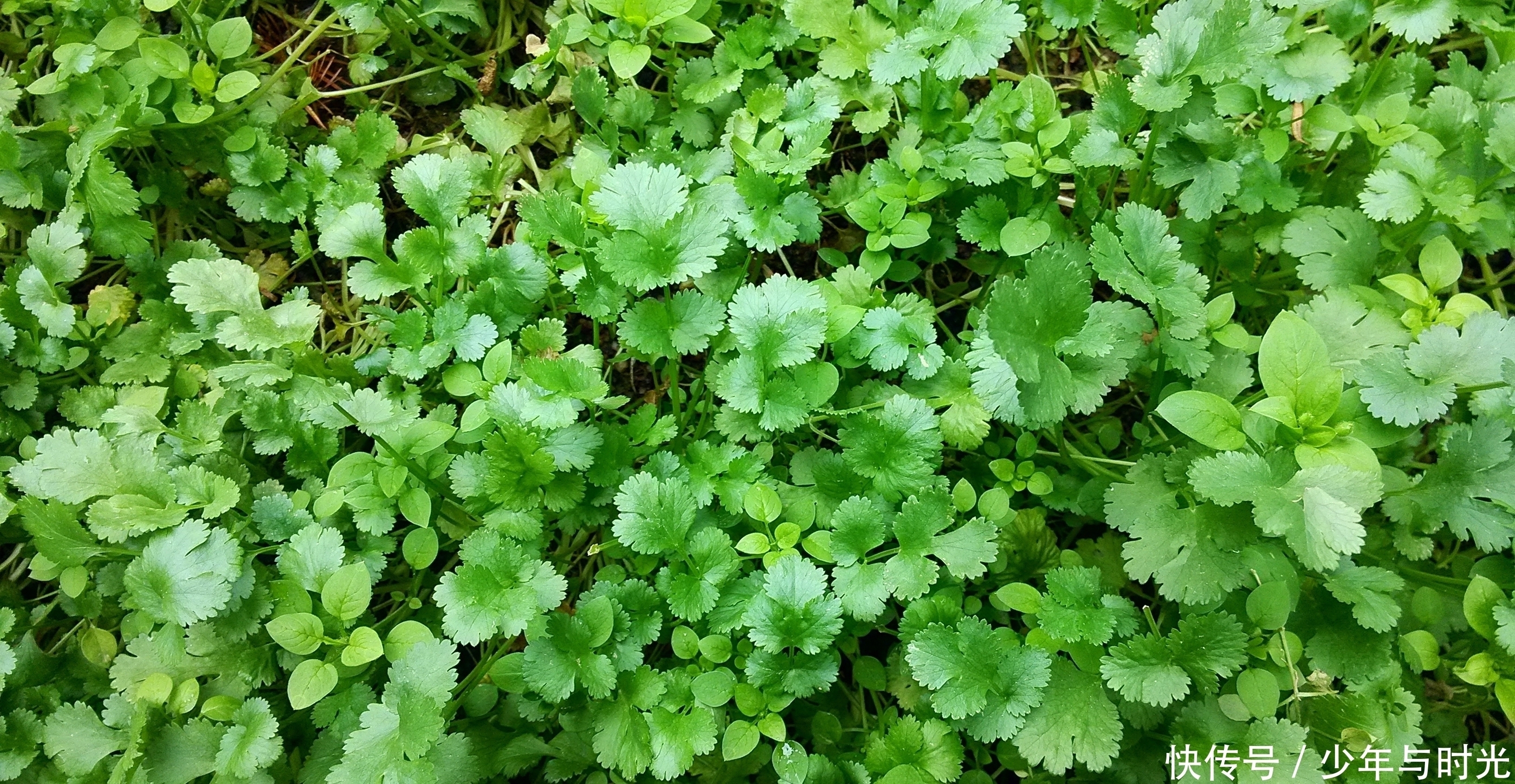 经期|纯天然的“子宫清洁工”，经期多吃此物，子宫越干净，远离妇科病