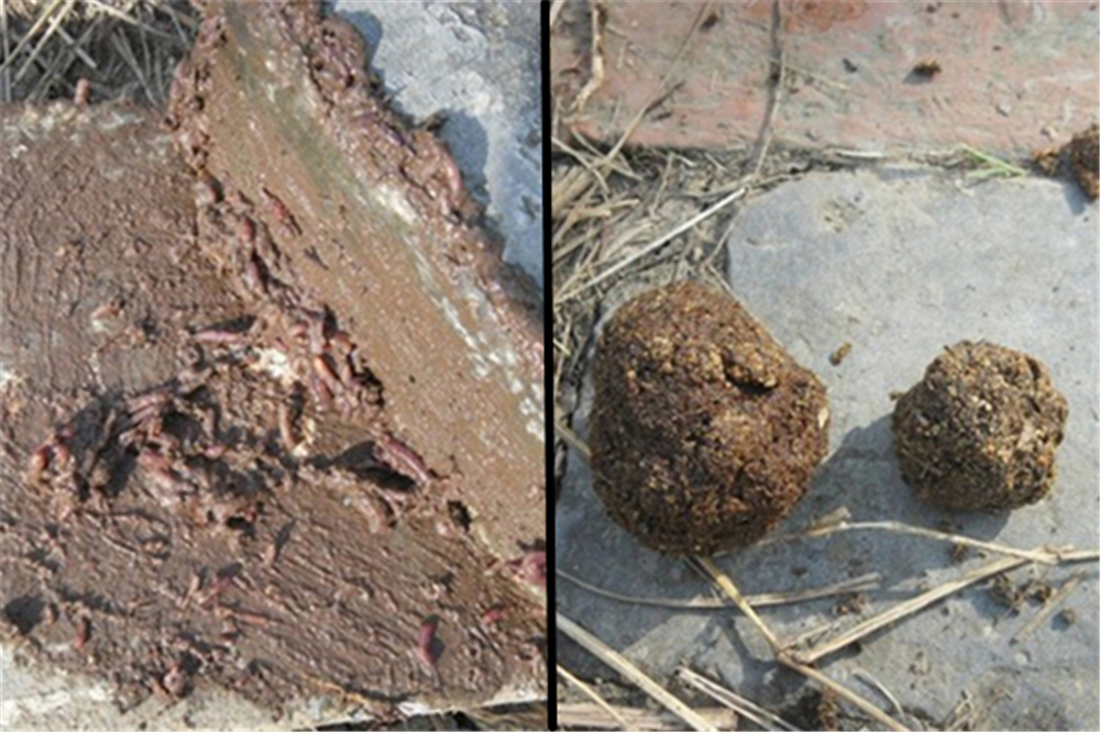 钓鱼|蚯蚓被钓鱼人称为万能饵,直接使用只是初级版,加强版你会用吗