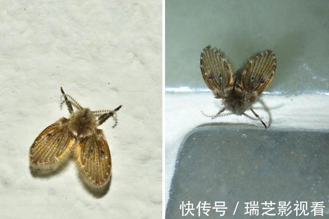 竖管|卫生间里的小飞虫是什么？只需三步，就能彻底杜绝