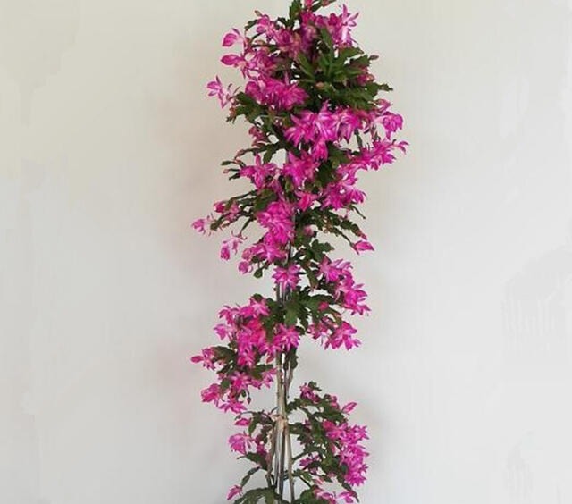 嫁接蟹爪兰长成大树太漂亮,手把手教给你,新手也养得好