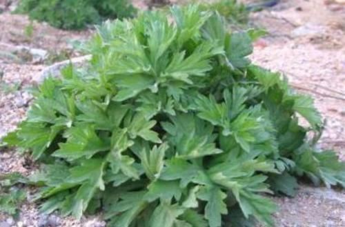 女性朋友|坚持用艾叶泡脚的人，最后怎么样了？不妨早了解再做决定吧