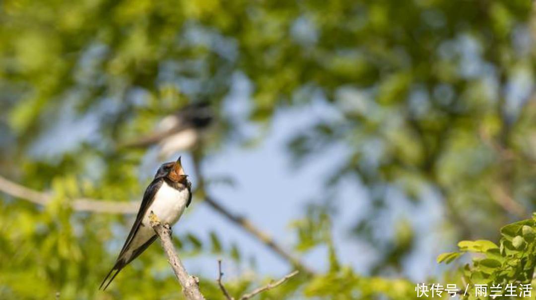 变法|王安石一首比较冷门的诗,很多人可能没有读过,但是同样写得很美